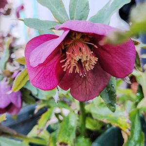 クリスマスローズ,クリスマスローズ 氷の薔薇,クリスマスローズ ‘月白（ゲッパク）’,鉢植え,花のある暮らしの画像