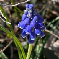 ノースポール,ヒマラヤユキノシタ,ムスカリ,モッコウバラ,春の訪れの画像