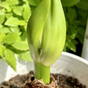 アマリリス,アマリリス,白い花,癒し,白いアマリリスの画像