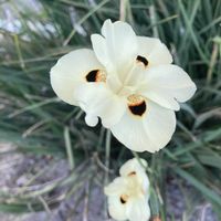 ランタナ,ランタナ,ディエテス・ビコロル(沖縄シャガ),南アフリカ原産,綺麗✨の画像