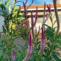 ノゲイトウ,成長記録,成長中,癒し空間,暮らしを楽しむの画像