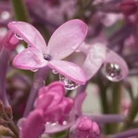 ライラック,ライラック,小さい庭,平和を願う,頑張ろう日本❣️の画像