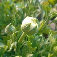 ボタン,ボタン,ラナンキュラス,ラナンキュラス,ラナンキュラスの画像