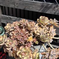 多肉植物,放置多肉,強剪定,愛知県尾張の画像