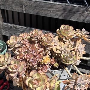 多肉植物,放置多肉,強剪定,愛知県尾張の画像