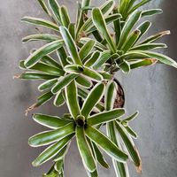 ネオレゲリア・ファイヤーボール, ネオレゲリア,観葉植物,キキ　ネオレゲリアの画像