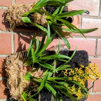 オンシジウム,オンシジウム　ワイルドキャット,フェゴ板,ズボラ園芸の画像