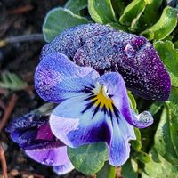 ハボタン,ビオラ,ビオラ,GSのみなさんに感謝♡,素敵な出会いに感謝の画像