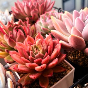 オパリナ,ヴァションザラゴーサ,ヴァションザラゴーサ,多肉植物,癒されるの画像