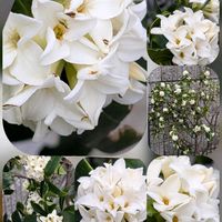 アロニア,クローバー,ジンチョウゲ,ツバキ,バラの画像