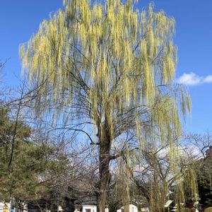 シダレヤナギ,シダレヤナギ,優しい気持ち,繋がりに感謝✨,今日も笑顔で♡の画像