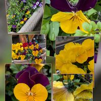 クリスマスローズ,ストック,パンジー・ビオラ,モッコウバラ,パンジーの画像