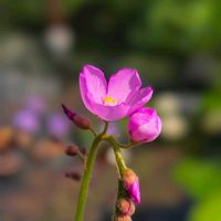 モウセンゴケ,ハエトリソウ,ドロセラ・カペンシス,季節の花,咲くやこの花館の画像