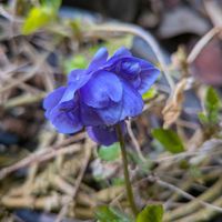 ニオイスミレの画像