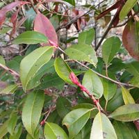 カナメモチの画像