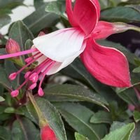 フクシアの画像