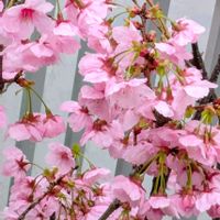 ワイルドストロベリー,陽光桜,꒰ღ˘◡˘ற꒱かわゅ~,花のある暮らし,屋上ガーデニングの画像