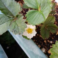 いちご,種まき,プランター栽培,家庭菜園,庭の画像