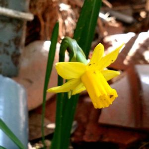 小さな庭,アプローチの画像