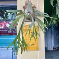 ビカクシダ,ウラボシ科,台湾,着生植物, ビカクシダの画像