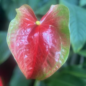 アンスリウム,大紅団扇（オオベニウチワ）,リビング窓辺,さといも科の画像