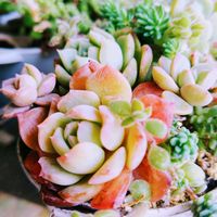 プミラ,オキザリス ラブハピネス,M's Succulent Memories,多肉植物,幸せの多肉の画像