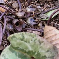 カンアオイ,山野草,山歩きの画像