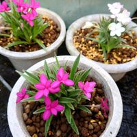 種まき,プランター栽培,家庭菜園,玄関アプローチの画像