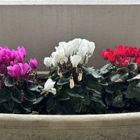 シクラメン,ガーデンシクラメン,観葉植物,プランター,ベランダの画像