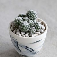 サボテン,姫春星,鉢植え,植木鉢,インテリア雑貨の画像