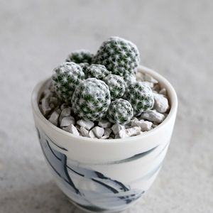 サボテン,姫春星,鉢植え,植木鉢,インテリア雑貨の画像