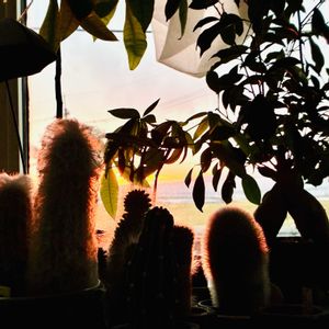 窓辺の植物たち,植物のある暮らし,春分の日,ほしつながり,たいせつななかま♡の画像