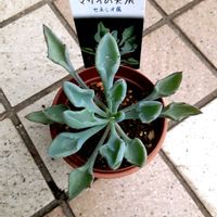 マサイの矢尻,セネシオ属の画像