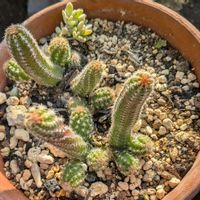 マユハケオモト,ヒモサボテン,白檀 紐サボテン,紐サボテンの画像