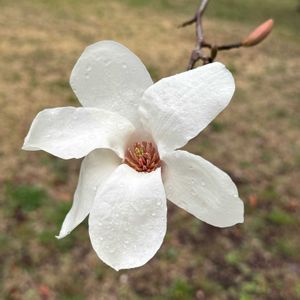 手作り,モクレン科,花とワンコ,素敵な花壇,大島小松川公園の画像
