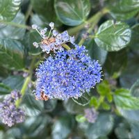 セアノサス,お出かけの画像