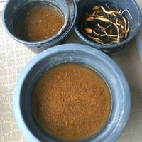 ハス,小舞妃,蓮 小舞妃,土壌改良,おおきくなったね♡の画像