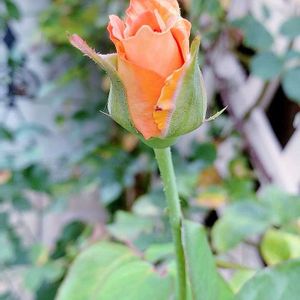 バラ,ありがとう♡嵐♡,バラと夢CLUB,金曜キラキラ,金曜ローズショーの画像