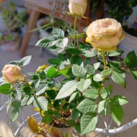 ペラルゴニウム,花のある暮らし,ばら バラ 薔薇,平和を願う,しぞーか勢の画像