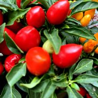 観賞用トウガラシの画像