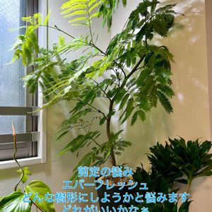 エバーフレッシュ,森林浴,熱帯植物,癒しの空間,剪定の画像