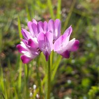 レンゲソウの画像