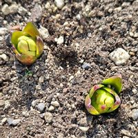 クロッカス,クロッカス,クロッカス,スイセン,スイセンの画像