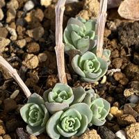 ミセバヤの画像