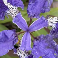 イチハツ,イチハツ,イチハツ,一初(いちはつ),iPhone17の画像