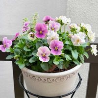 ロニセラ,ビオラ,ビオラ きまぐれロージー,ロニセラ　ホワイトマジック,パンジー　パスフリの画像