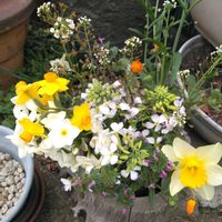 スミレ,スミレ,ホトケノザ,ユキヤナギ,ユキヤナギの画像