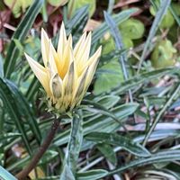 ガザニア,ガザニア,ご近所,番外編,マイペースにの画像