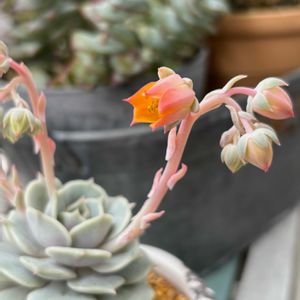 アンズ,多肉植物,多肉花芽,多肉女子,多肉好きの画像