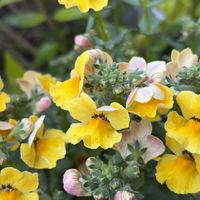 アザレア,ネメシア,胡蝶の舞,葉牡丹の花芽,イソヒヨドリ♀の画像